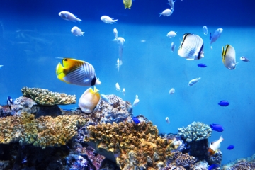 寺泊水族博物館